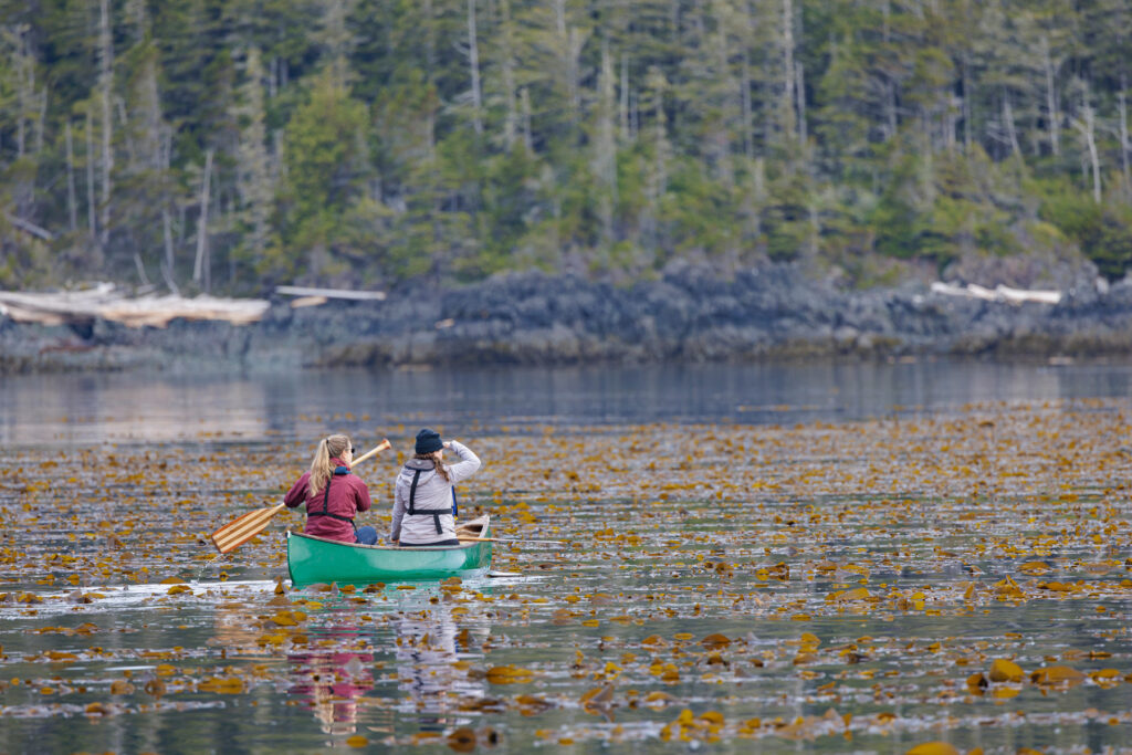 Two people canoe through a kelp forest by a forested coastline