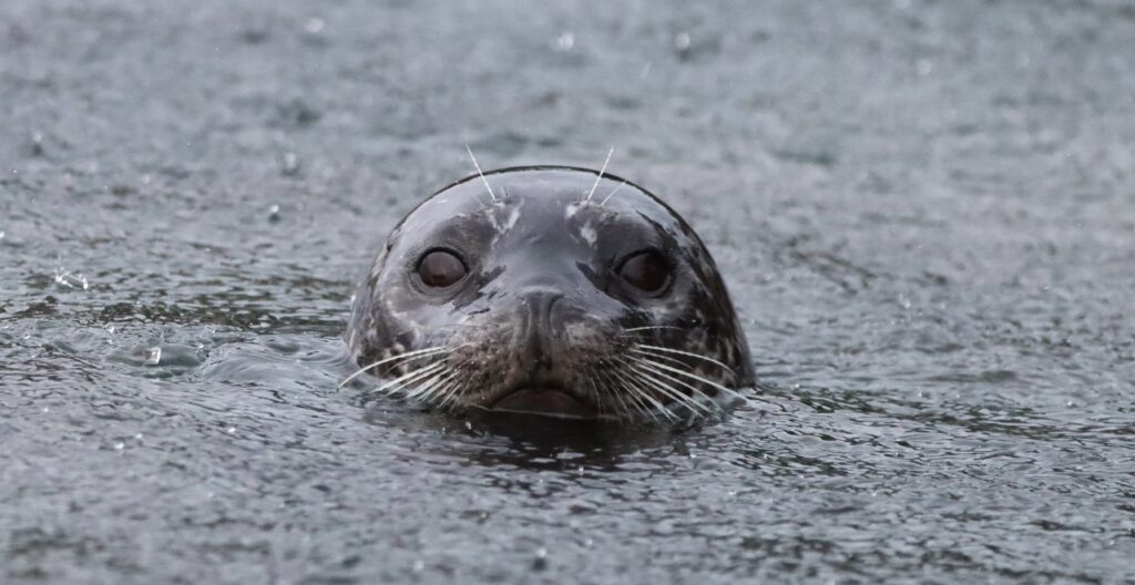 A harbour seal, colured dark gray, pokes its head above the water