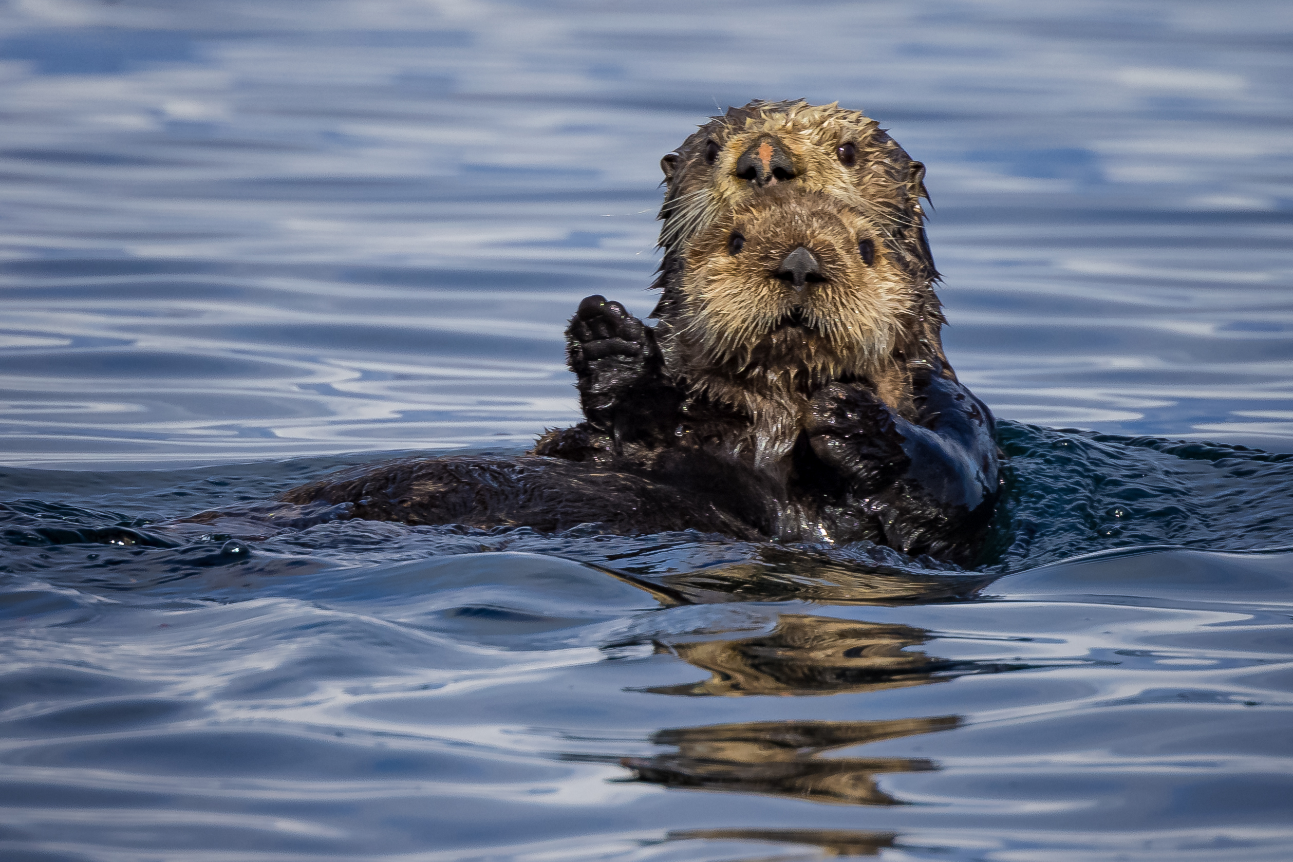 Two sea otters floating on top of ocean water
