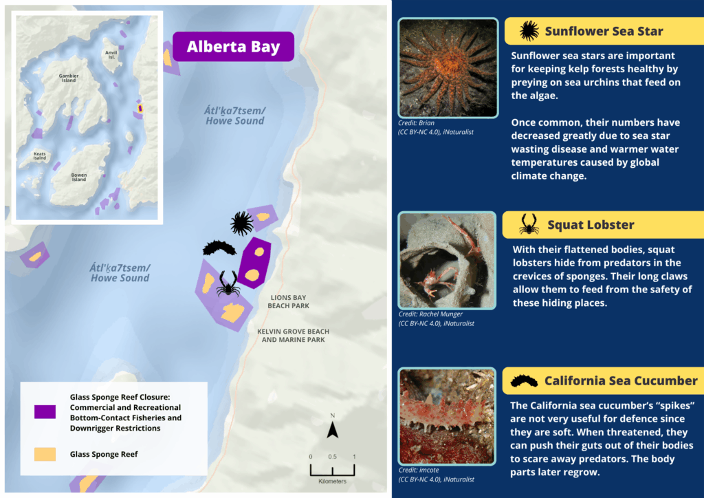 A map of Alberta Bay glass sponge reefs and photos and descriptions of wildlife seen there.