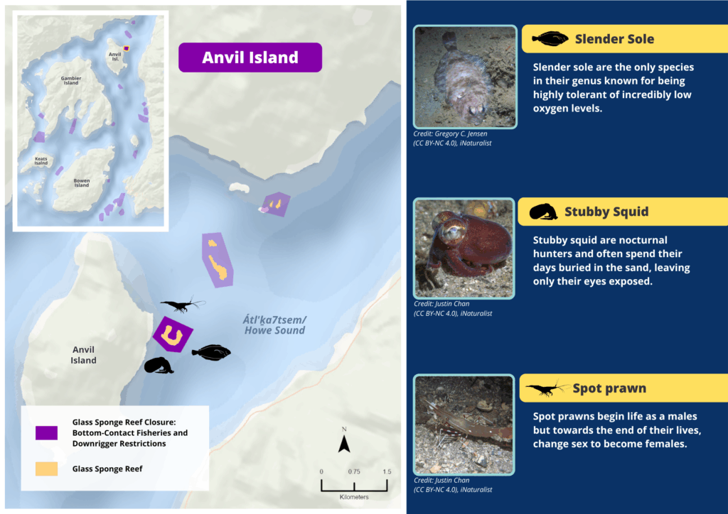 A map of Anvil Island glass sponge reefs and photos and descriptions of wildlife seen there.