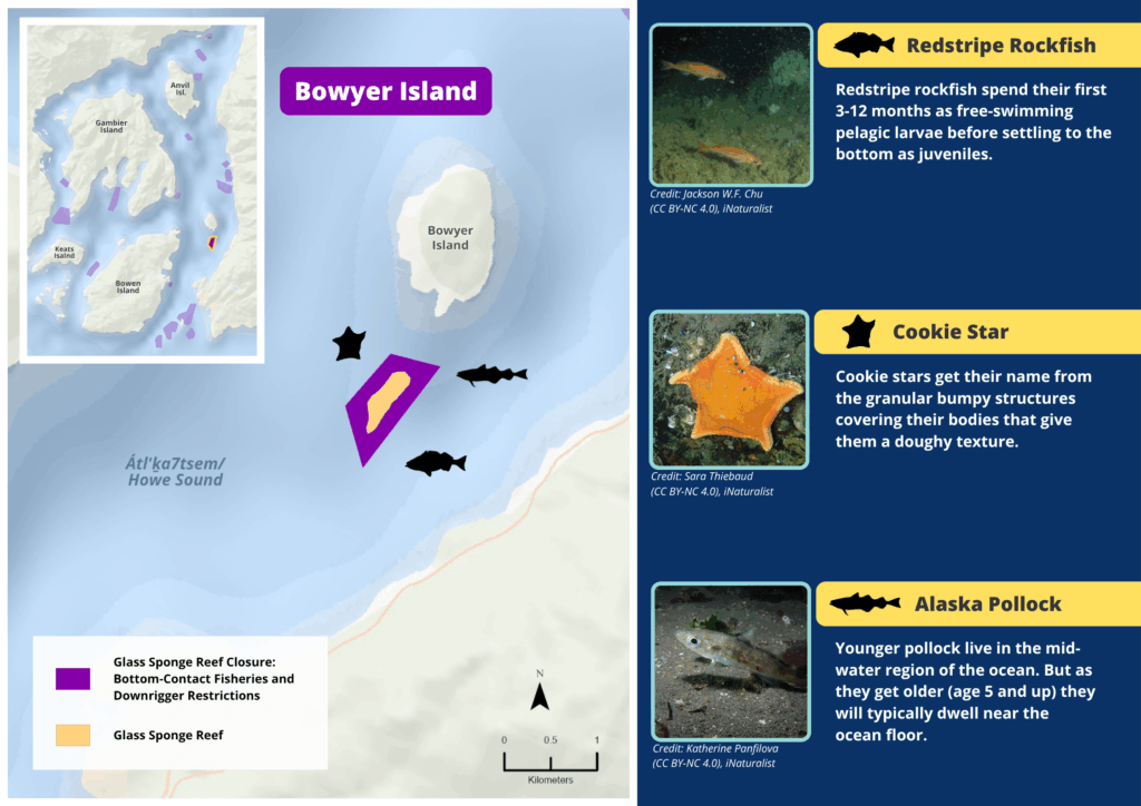 A map of Bowyer Island glass sponge reefs and photos and descriptions of wildlife seen there.