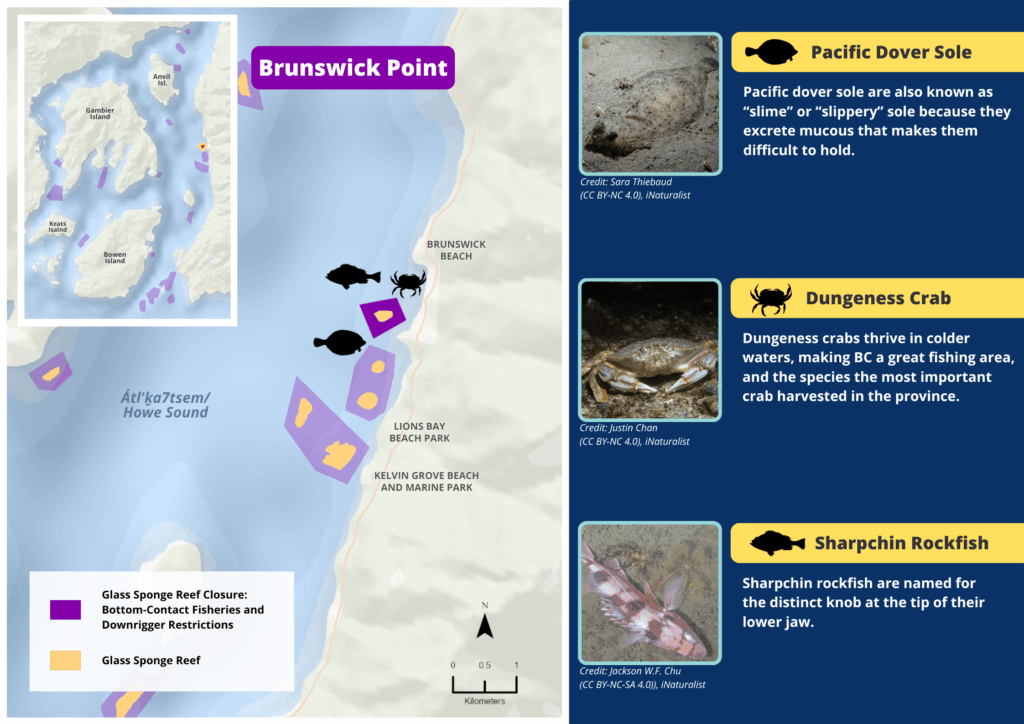 A map of Brunswick Point glass sponge reefs and photos and descriptions of wildlife seen there.
