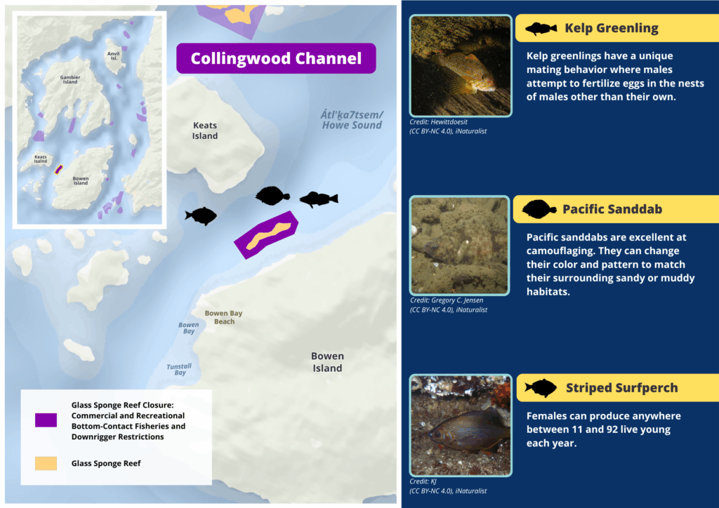 A map of Collingwood Channel glass sponge reefs and photos and descriptions of wildlife seen there.