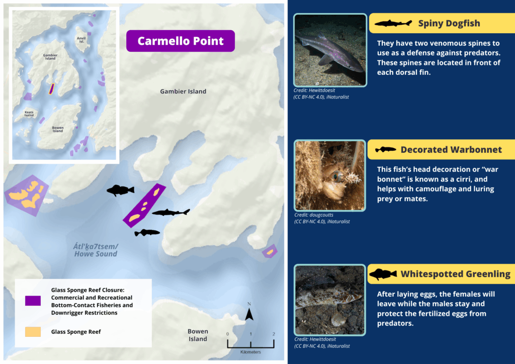 A map of Carmelo Point glass sponge reefs and photos and descriptions of wildlife seen there.