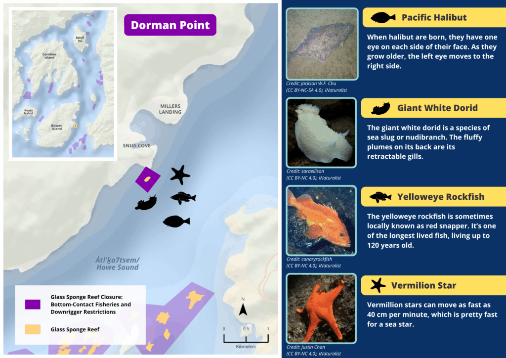 A map of Dorman Point glass sponge reefs and photos and descriptions of wildlife seen there.