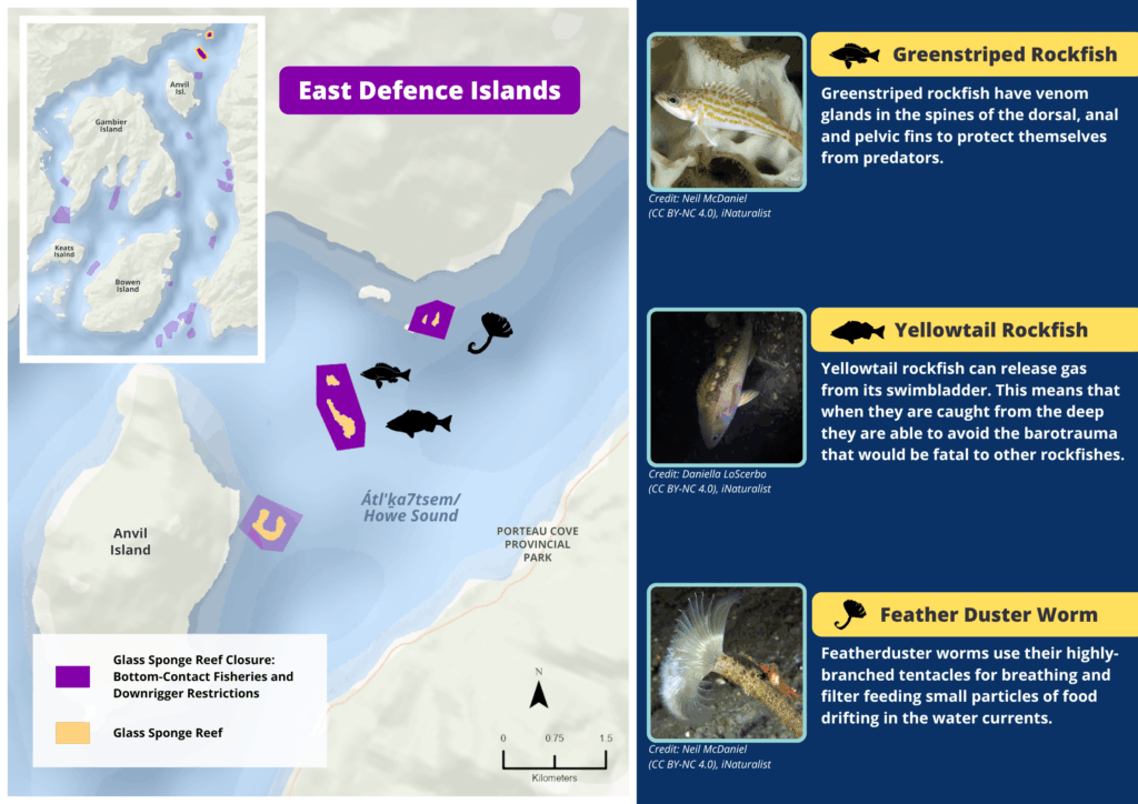 A map of East Defence Islands glass sponge reefs and photos and descriptions of wildlife seen there.