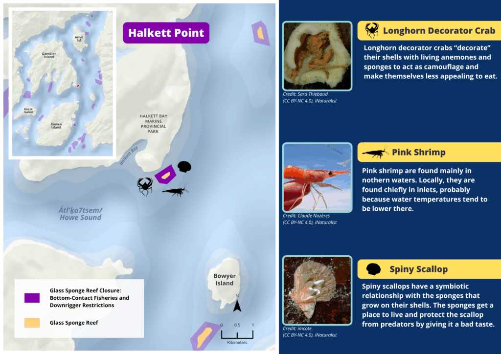 A map of Halkett Point glass sponge reefs and photos and descriptions of wildlife seen there.