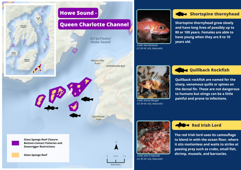 A map of Howe Sound Queen Charlotte Island glass sponge reefs and photos and descriptions of wildlife seen there.