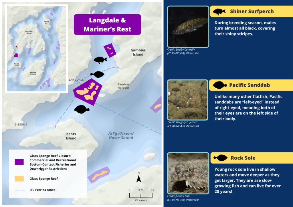 A map of Langdale and Mariner's Rest glass sponge reefs and photos and descriptions of wildlife seen there.
