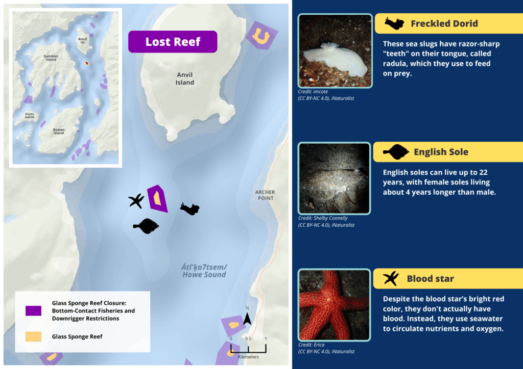 A map of Lost Reef glass sponge reefs and photos and descriptions of wildlife seen there.