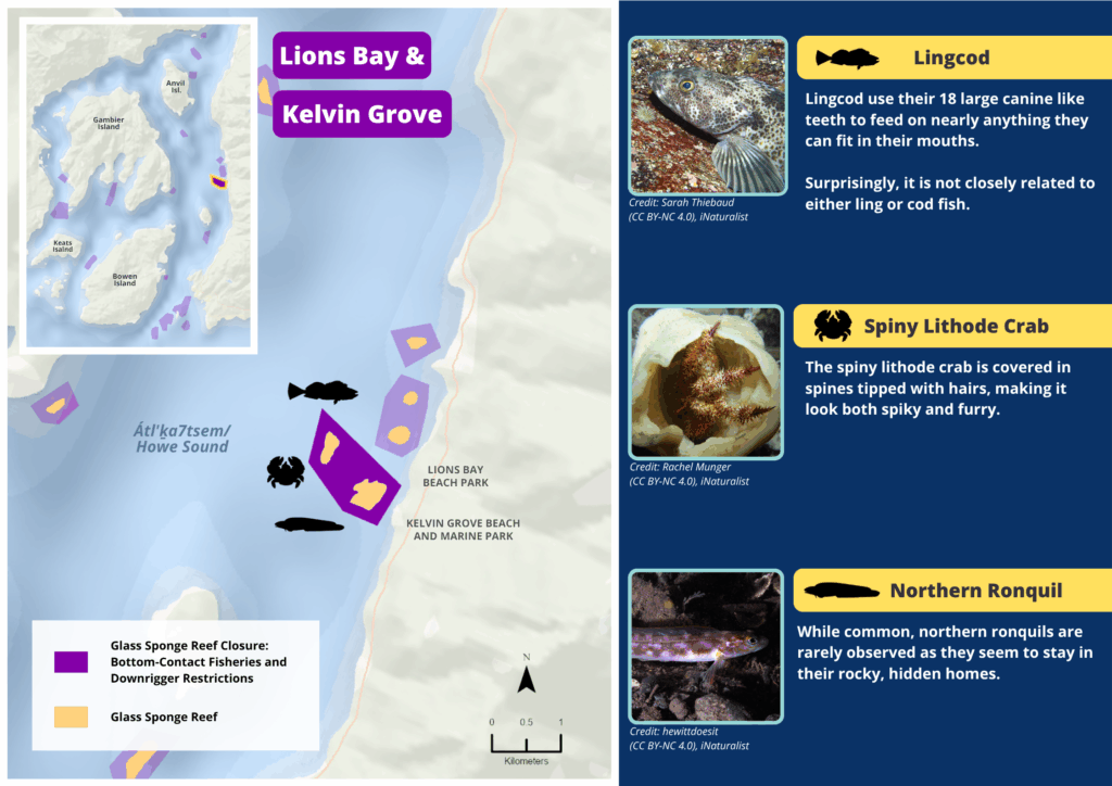 A map of Lions Bay and Kelvin Grove glass sponge reefs and photos and descriptions of wildlife seen there.