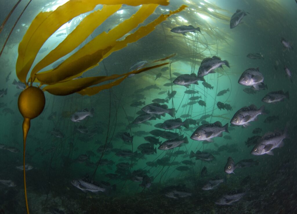Rockfish swim by a kelp frond